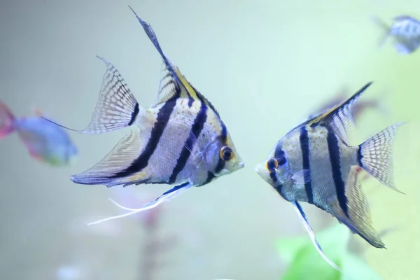 Две пресноводные ангельские рыбы - Pterophyllum scalare . — стоковое фото