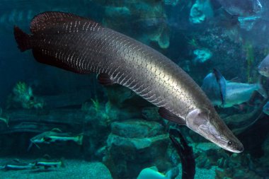 Arapaima (Sudis gigas), pirarucu olarak da bilinir. Vahşi yaşam