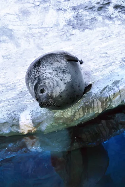 Common Seal or Harbor seal (Phoca vitulina) — Stock Photo, Image