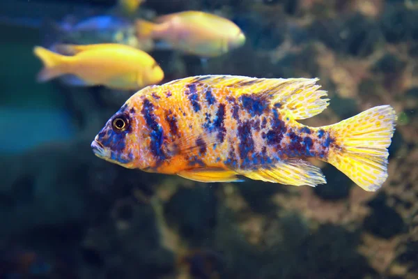 Aulonocara mehrfarbiger Süßwasserfisch — Stockfoto