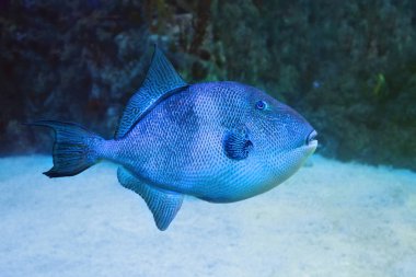 Mavi Tetik Balığı (Pseudobalistes fuscus).