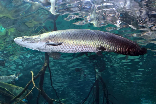 Arapaima (Sudis gigas), pirarucu. Vadon élő állatok. — Stock Fotó