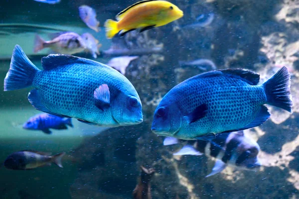 Sciaenochromis fryeri fish — Stock Photo, Image