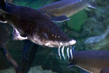 Beyaz Salyangoz. Kapat.