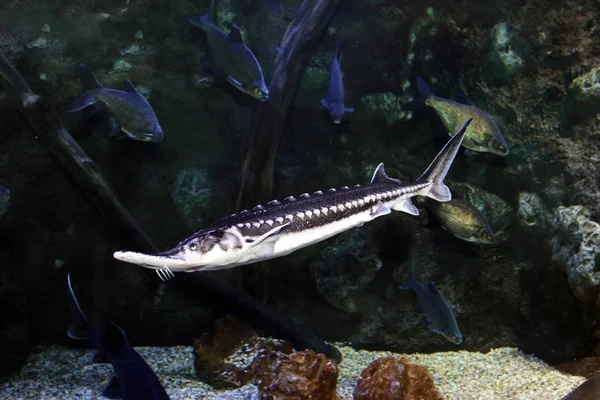 Sturgeon stellato (Acipenser stellatus) pesce — Foto Stock
