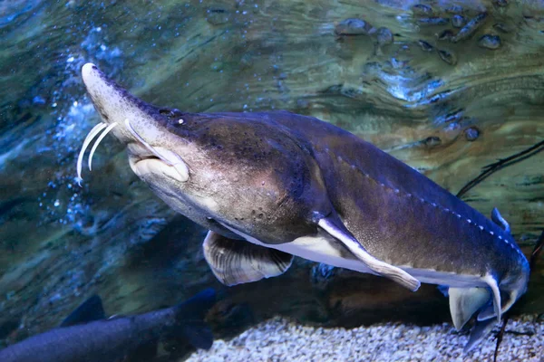 Beluga Sturgeon Huso dauricus peces de agua dulce — Foto de Stock