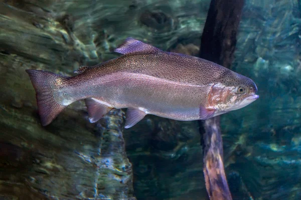 Pstruh duhový (Oncorhynchus mykiss) Stock Obrázky