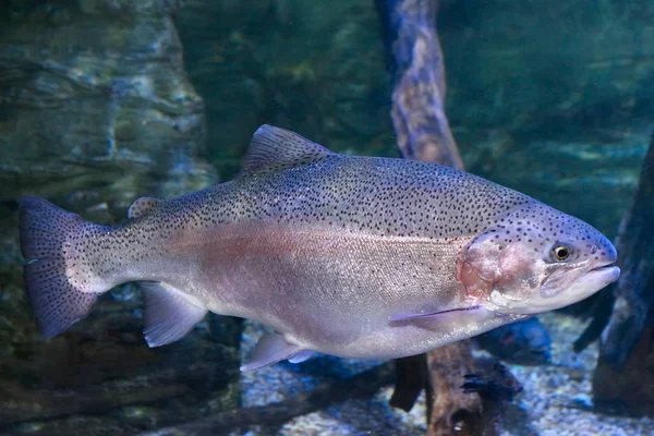 Truta arco-íris (Oncorhynchus mykiss ) — Fotografia de Stock