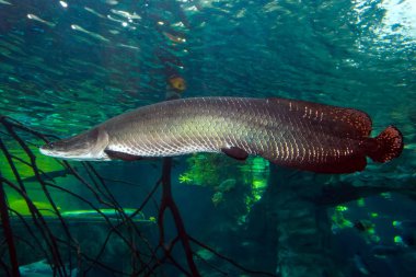 Arapaima (Sudis gigas), pirarucu. Vahşi yaşam hayvanı..