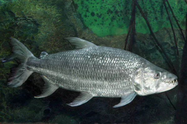 Hydrocynus goliath, африканская тигровая рыба — стоковое фото