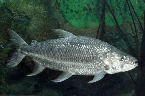 Hydrocynus goliath, the African tigerfish Стокова Картинка