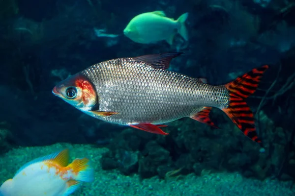 Flagtail Characin (Semaprochilodus taeniurus) — Stock Photo, Image