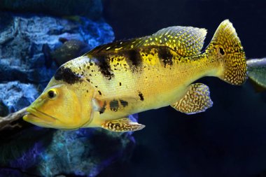 Tatlı Su Balık Tavuskuşu Bası (Cichla kelberi)