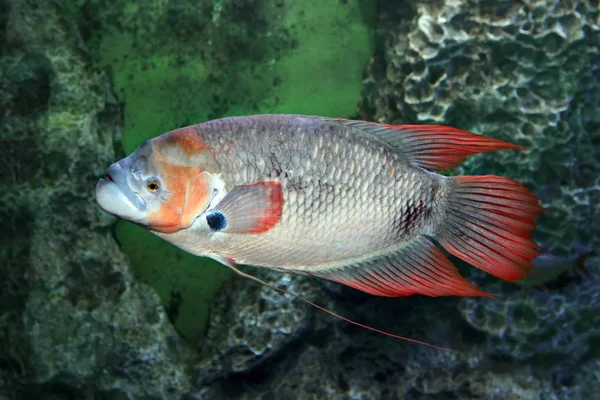 Gourami dalla coda rossa gigante Osphronemus laticlavius pesce d'acqua dolce — Foto Stock