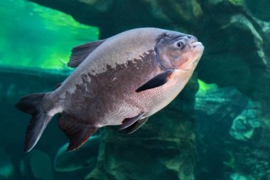 Tambaqui (Colossoma makropomum) ya da dev Pacu. 