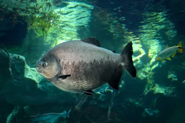 Tambaqui (Colossoma macropomum) nebo obří pacu. — Stock fotografie