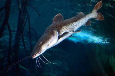 Bir akvaryumdaki çubuklu sorbim (Pseudoplatystoma fasciatum)