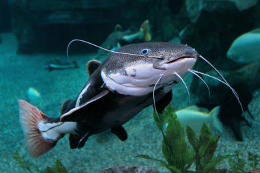 Tatlı su akvaryumunda yüzen kırmızı kuyruklu yayın balığı (Practocephalus hermioliopterus)