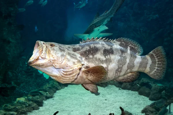 Goliáš grouper (Epinephelus itajara) iwith open mouth. Zavřít — Stock fotografie