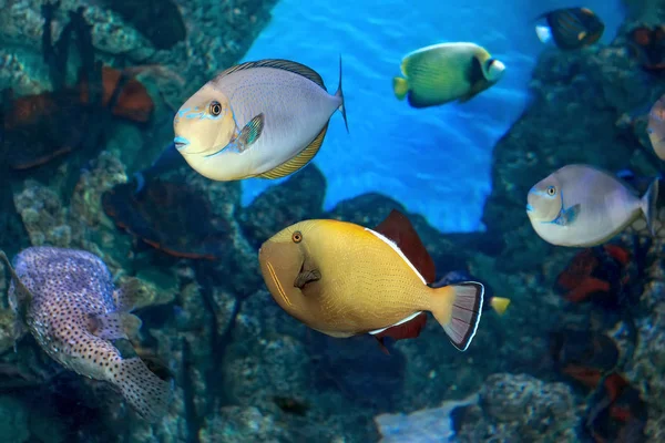 海洋水族館の熱帯多色魚 — ストック写真