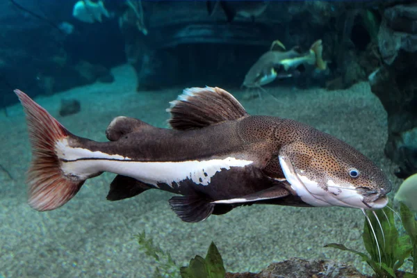 Peixe-gato de cauda vermelha (Practocephalus hermioliopterus ) — Fotografia de Stock