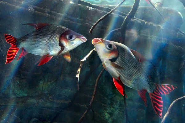 Two fish flagtail characin (Semaprochilodus taeniurus or Silver — Stock Photo, Image