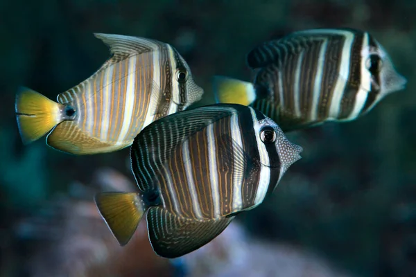 Die Rotmeerflossenzunge Oder Desjardin Flossenzunge Zebrasoma Desjardinii Ist Eine Riffzunge — Stockfoto