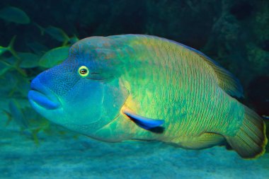 Bir mercan resifi üzerinde balık Napoleon Wrasse (Cheilinus undulatus). Kapat.