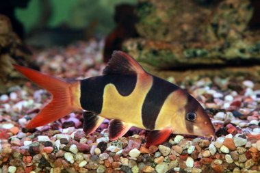 Palyaço loach kromobotia macracanthus. Kaplan botia olarak da bilinir.