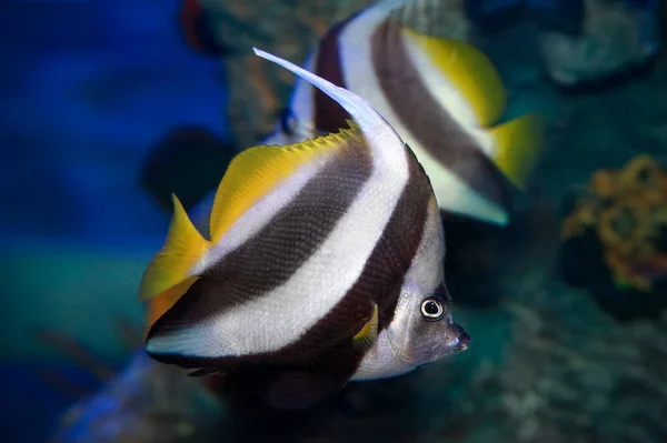 Taggtand Vimpel Heniochus Acuminatus Också Känd Som Reef Bannerfish Eller — Stockfoto