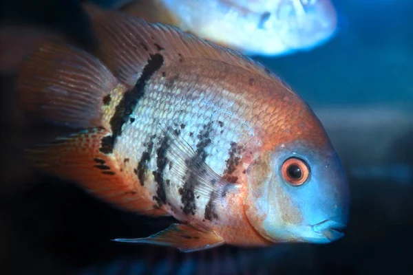 Red Shoulder Severum Heros Efasciatus Beautiful Ornamental Fish Amazon — Stock Photo, Image