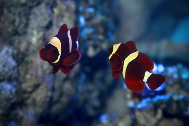 Spine-cheeked anemonefish Premnas biaculeatus, also known as the maroon clownfish. Marine fish clipart