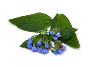 Blooming Comfrey flower (Symphytum caucasicum) isolated on white background. Medicinal plant. clipart