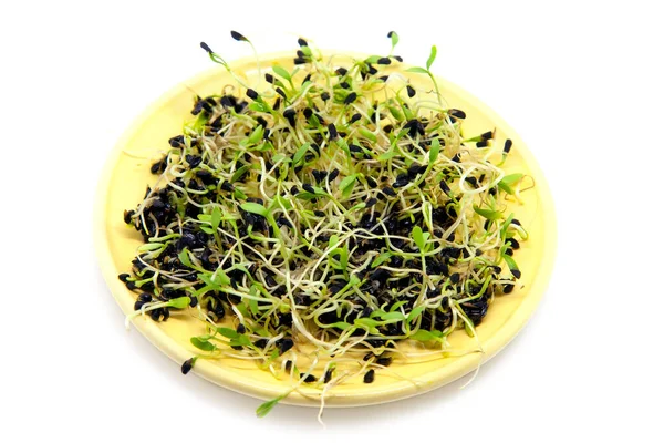 Sprouting Zaden Van Zwarte Komijn Kom Geïsoleerd Witte Achtergrond — Stockfoto