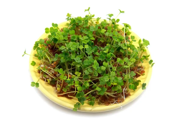 Sprouting Seeds Garden Cress Bowl Isolated White Background — Stock Photo, Image