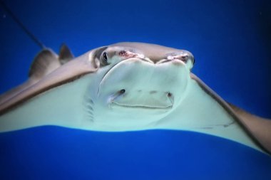 Cownose ray Rhinoptera bonasus, kartal vatozları ailesi. Kapat.. 