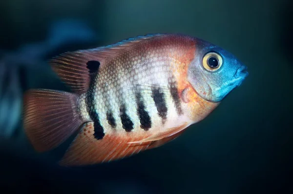 Red Shoulder Severum Heros Efasciatus Beautiful Ornamental Fish Amazon — Stock Photo, Image