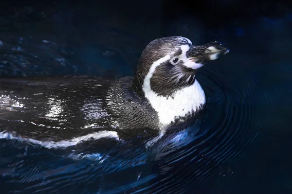 Pinguim Humboldt Spheniscus Humboldti Nadando Água — Fotografia de Stock