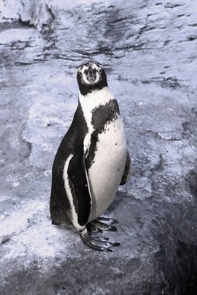 Χαριτωμένος Νεαρός Humboldt Penguin Κοιτάζοντας Στην Κάμερα — Φωτογραφία Αρχείου