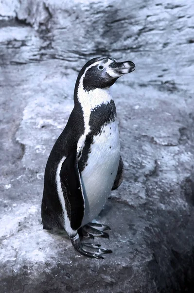 Пингвин Гумбольдт Spheniscus Humboldti Стоит Скалах Зоопарке — стоковое фото