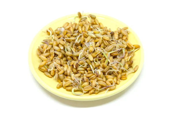 Rye Seeds Sprouts Plate Isolated White Background — Stock Photo, Image