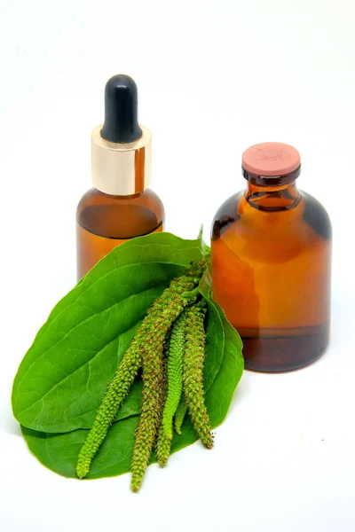 Tincture Oil Extract Plantain Plantago Seeds Leaves Isolated White Background — Stock Photo, Image