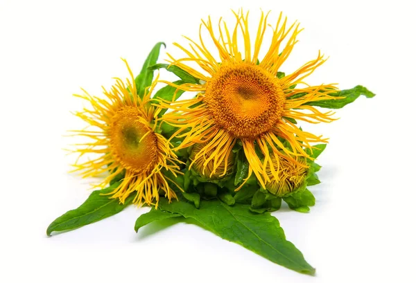 Erva Medicinal Elecampano Inula Isolada Sobre Fundo Branco — Fotografia de Stock