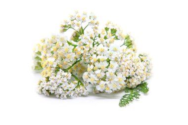 Yarrow (achillea millefolium) beyaz arka planda izole edilmiştir. İyileştirme tesisi