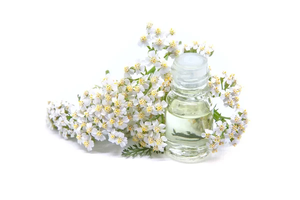 Uma Garrafa Óleo Essencial Yarrow Com Yarrow Fresco Fundo Branco — Fotografia de Stock