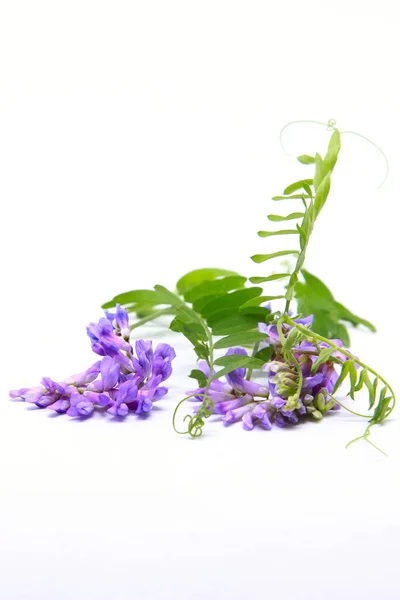 Vicia Cracca丛生的脉 牛的脉 鸟的脉 蓝的脉 Boreal脉 因白人背景而被隔离 — 图库照片