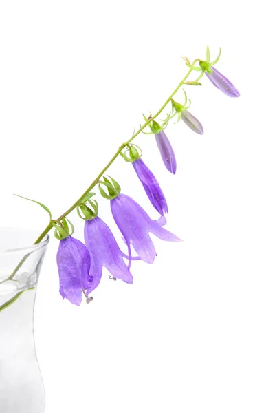 Λουλουράκι Campanula Rapunculoides Ένα Κλαδί Λουλουδιού Γυάλινο Βάζο Λευκό Φόντο — Φωτογραφία Αρχείου