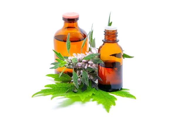 Motherwort Leonurus Cardiaca Flacon Pharmaceutique Avec Des Feuilles Fleur Une Images De Stock Libres De Droits