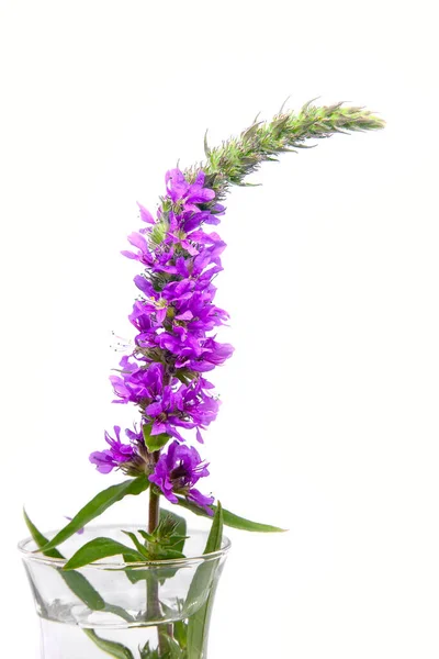 Planta Florescente Lythrum Salicaria Loosestrife Roxo Sobre Fundo Branco — Fotografia de Stock