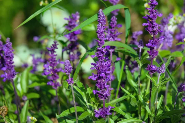 Salvia Officinalis Kwitnie Ogrodzie Jest Również Nazywany Szałwią Ogrodową Lub — Zdjęcie stockowe